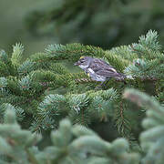 Myrtle Warbler