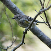 Myrtle Warbler