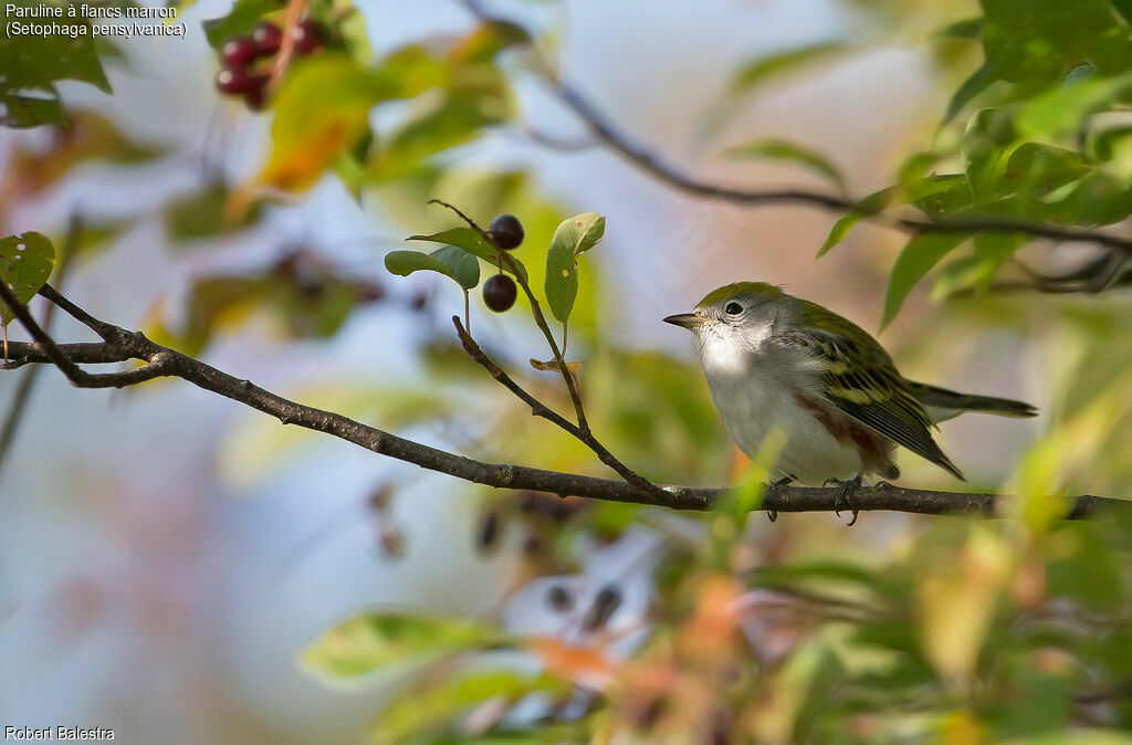 Chestnut-sided Warbler