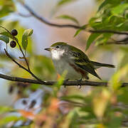 Chestnut-sided Warbler