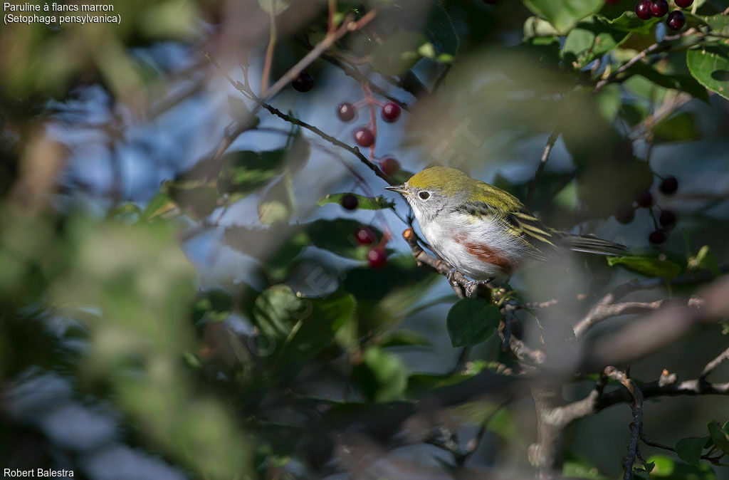 Chestnut-sided Warbler