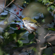 Chestnut-sided Warbler