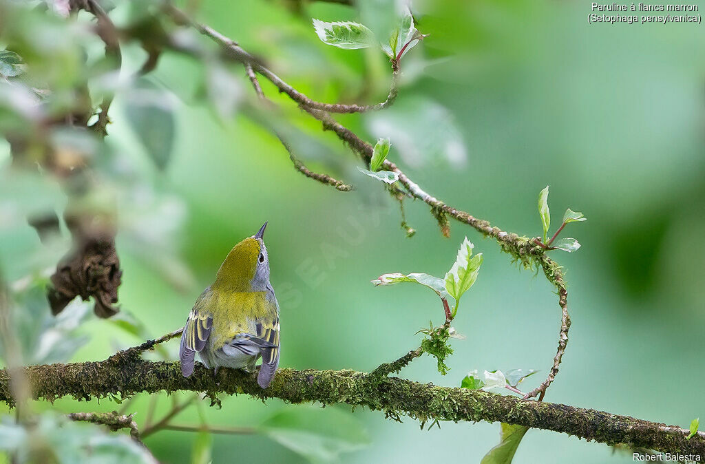 Chestnut-sided Warbler