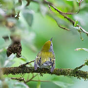 Chestnut-sided Warbler