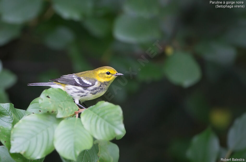 Black-throated Green Warbler