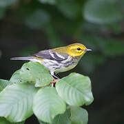 Black-throated Green Warbler