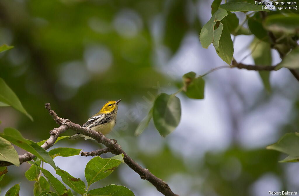 Black-throated Green Warbler