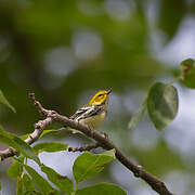 Black-throated Green Warbler