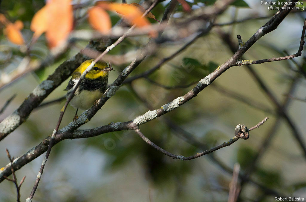 Black-throated Green Warbler