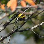 Black-throated Green Warbler