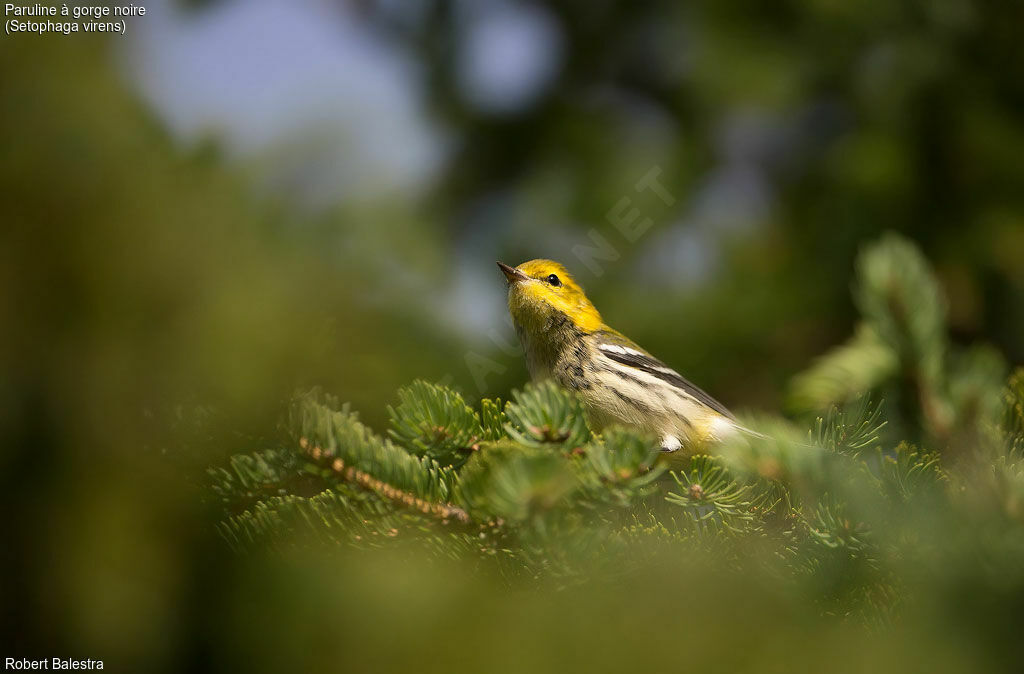 Black-throated Green Warbler