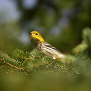 Black-throated Green Warbler