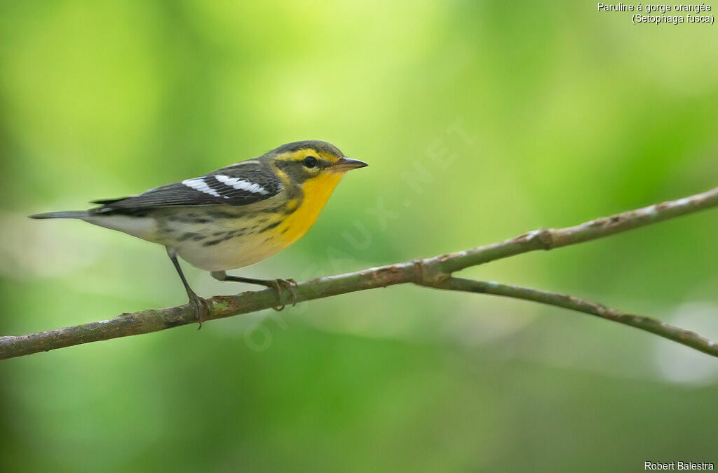 Blackburnian Warbler