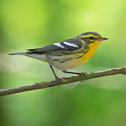 Blackburnian Warbler