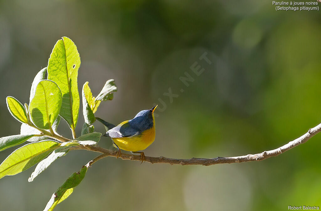 Tropical Parula