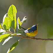 Tropical Parula