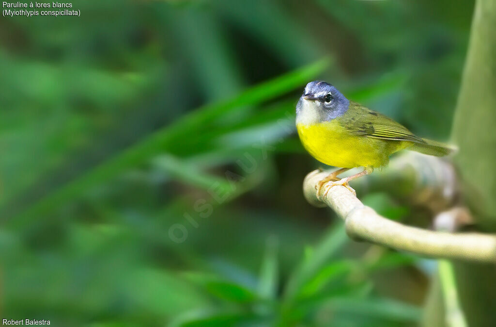 White-lored Warbler