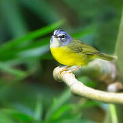 White-lored Warbler