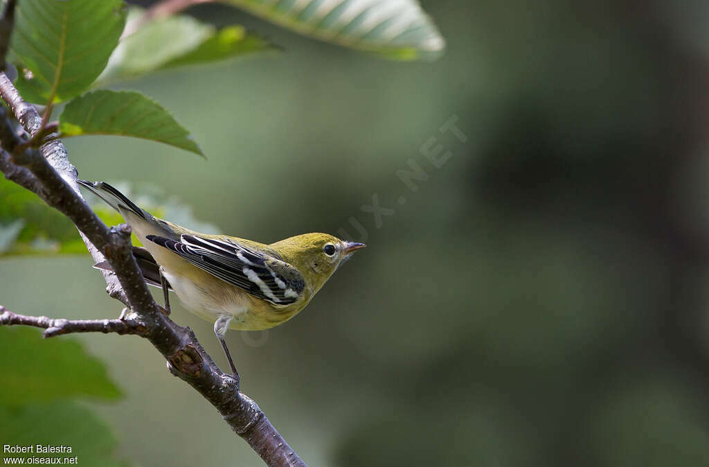 Bay-breasted Warblerjuvenile, identification