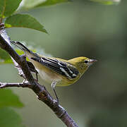 Bay-breasted Warbler