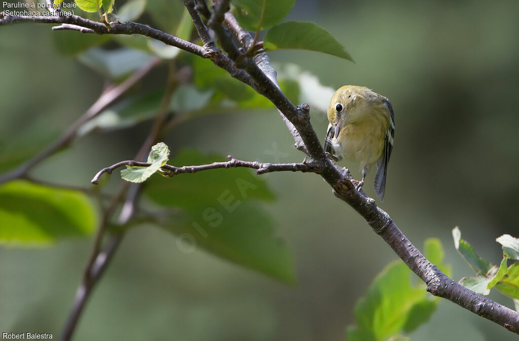 Bay-breasted Warbler