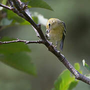 Bay-breasted Warbler