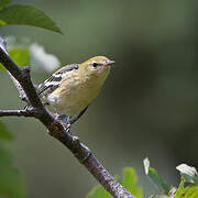 Bay-breasted Warbler