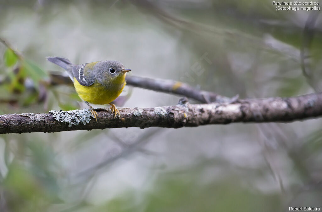 Magnolia Warbler