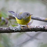 Paruline à tête cendrée