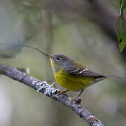 Magnolia Warbler