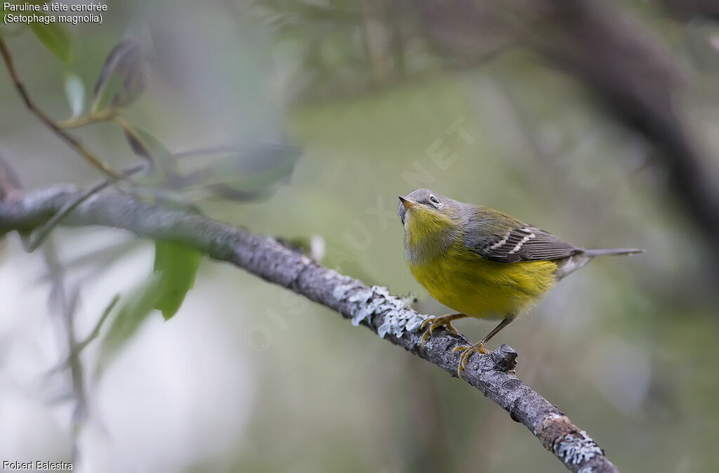 Magnolia Warbler