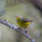 Magnolia Warbler