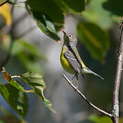 Magnolia Warbler