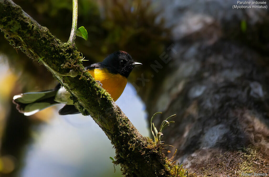 Slate-throated Whitestart