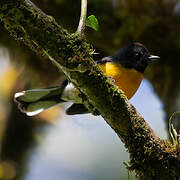 Slate-throated Whitestart