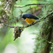 Slate-throated Whitestart