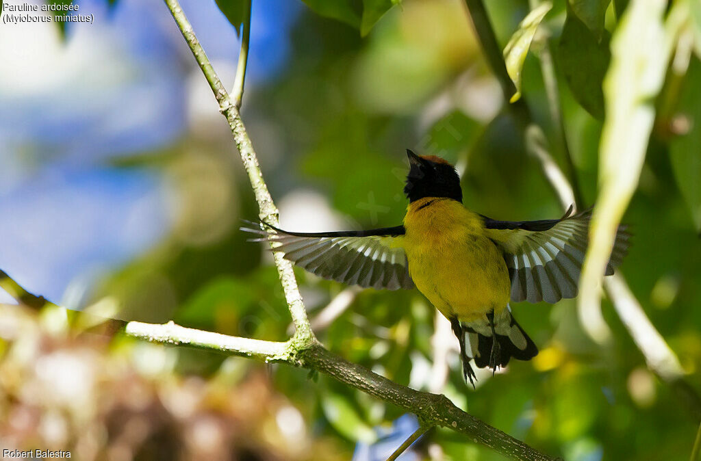 Paruline ardoisée