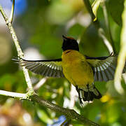 Slate-throated Whitestart