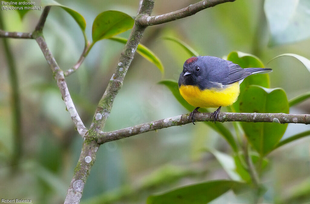 Slate-throated Whitestart