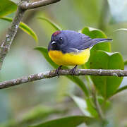 Slate-throated Whitestart