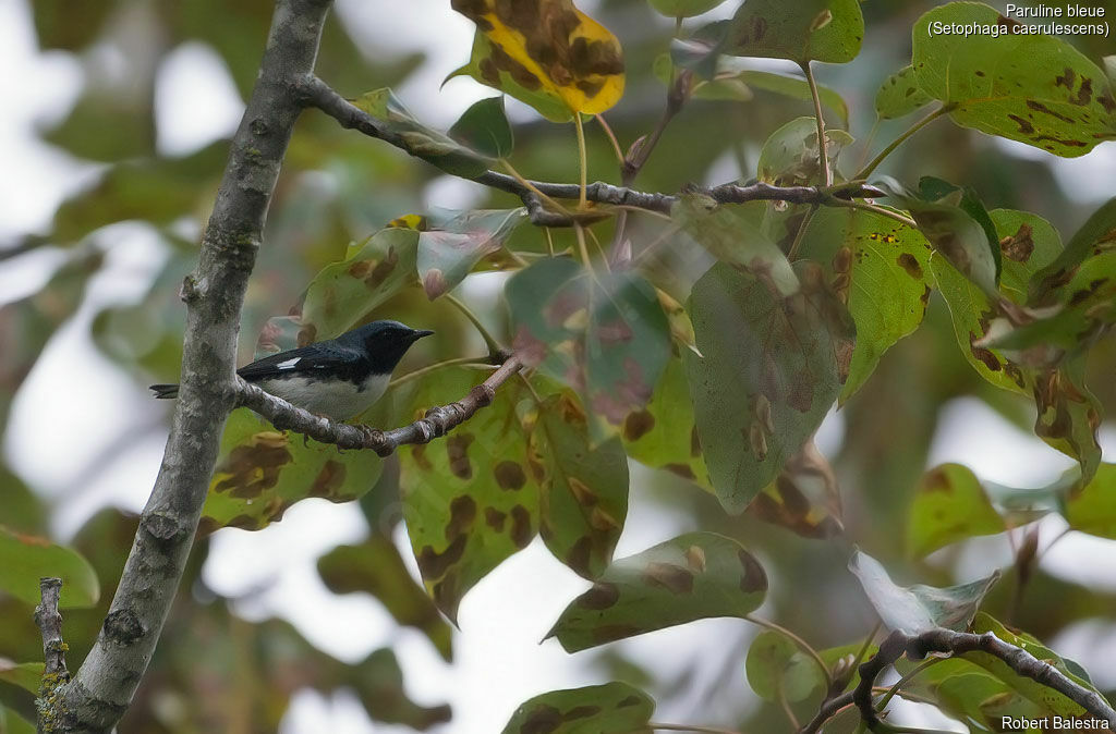 Paruline bleue