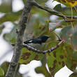 Paruline bleue