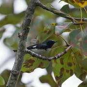 Black-throated Blue Warbler