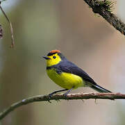 Collared Whitestart