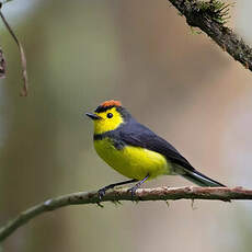 Paruline ceinturée