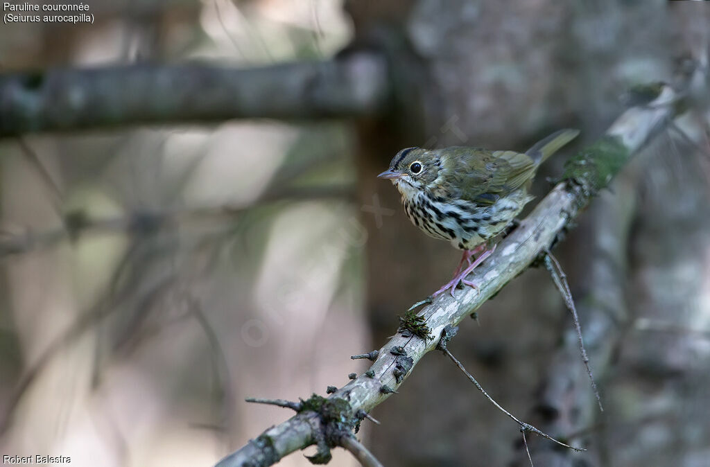 Paruline couronnée