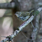 Ovenbird