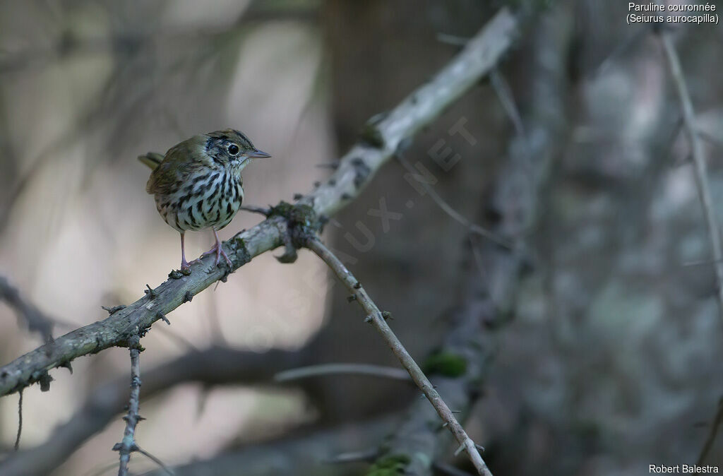 Ovenbird