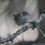 Ovenbird