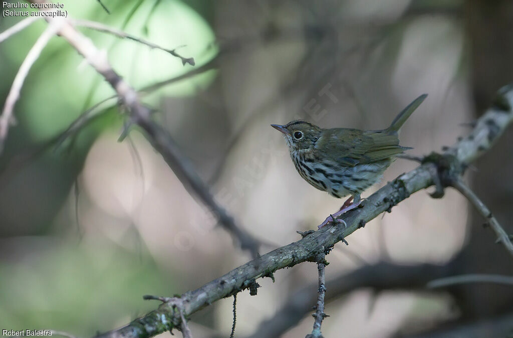 Ovenbird